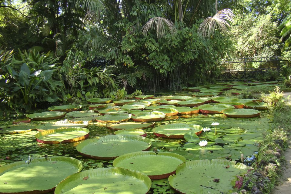 Belém: Ver-O-Peso Market and Full-Day City Tour With Lunch - Highlights of the Experience