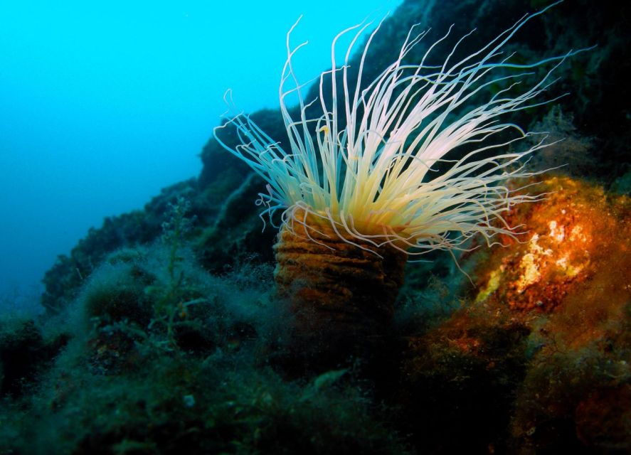 Beli - Discovery Dive - Booking Information