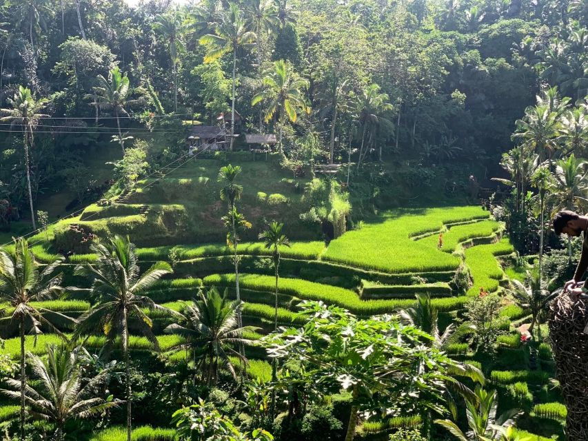 Best of Ubud Waterfall,Swing & Rice Terraces - Good To Know