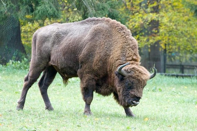 Bialowieza National Park Small Group Tour From Warsaw With Lunch Included
