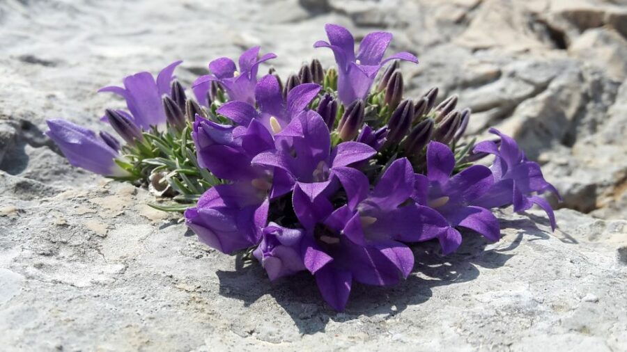 Biokovo Nature Park: Half-Day Hiking Tour - Good To Know