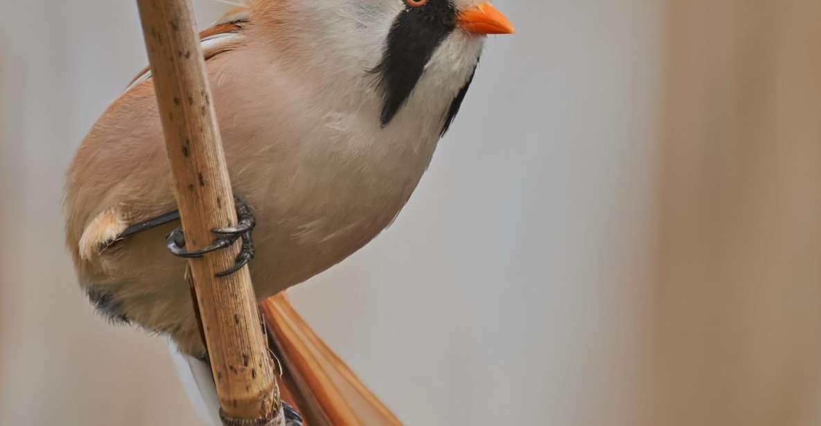 Bird Watching and Photography Private Tour Near Constanta