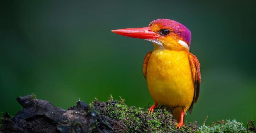 Birdwatching Around Yogyakarta