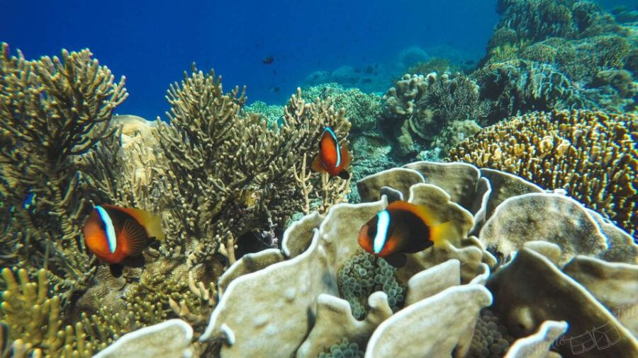Blue Lagoon: Islands Snorkeling Highlights Day Tour & Lunch - Tour Duration and Logistics