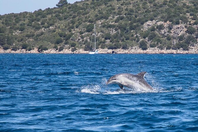 Boat Dolphins Safari and Snorkeling - The Sum Up