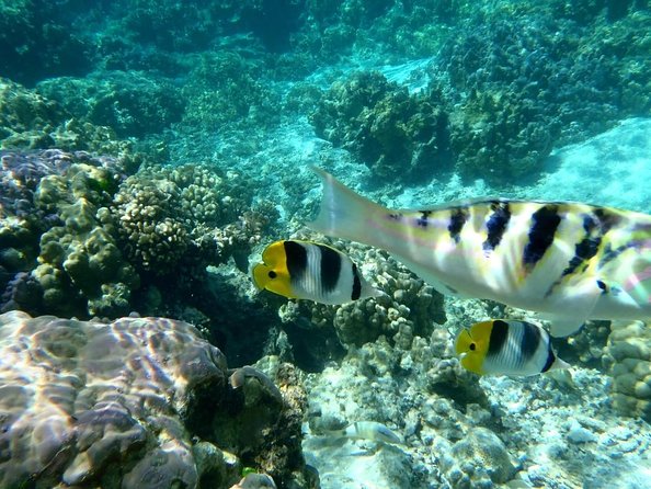 Bora Bora Combo Tour: Lagoon Cruise and 4WD Tour Including Snorkeling - Good To Know