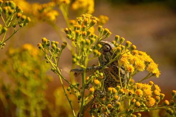Buskett Woodlands and Dingli Cliffs Nature Walking Private Tour