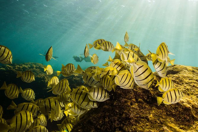 Cabo Wildlife SAFARI - Cancellation Policy