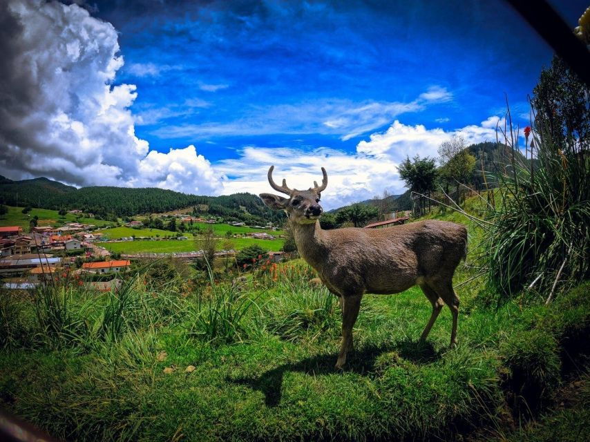 Cajamarca Porcón Farm and Otuzco