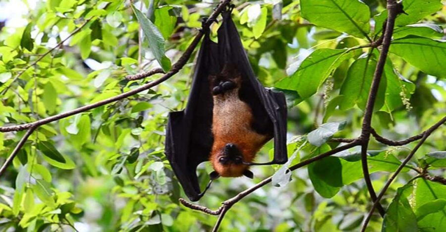Can Gio Mangrove Biosphere Reserve 1 Day Tour - Good To Know