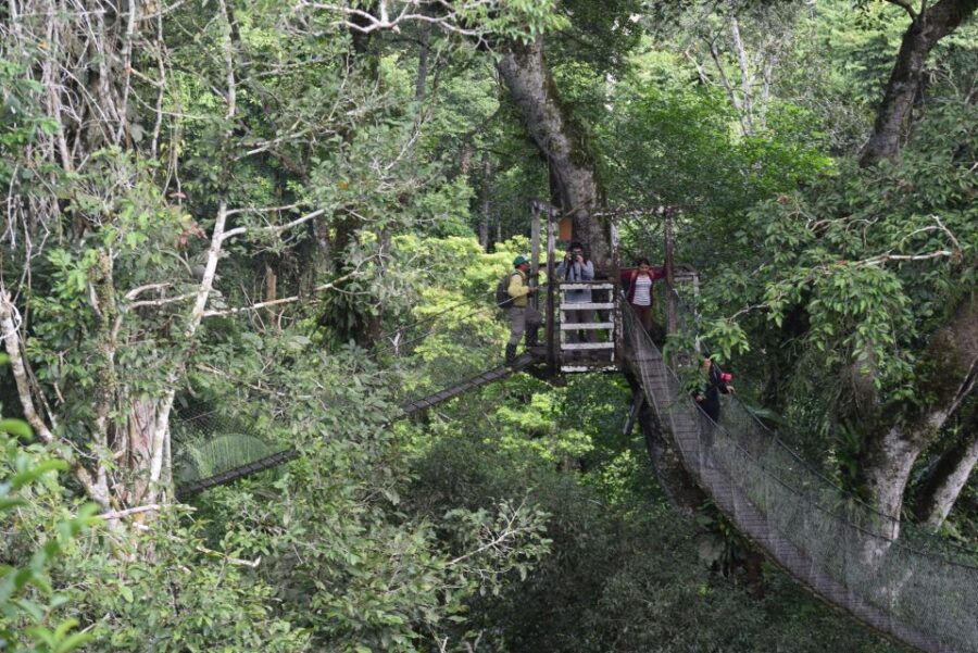 Canopy Walk and Monkey Island - Good To Know