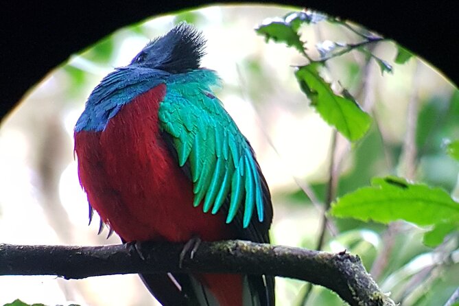 Captivating Monteverde Nature Walk Awaits You - Good To Know