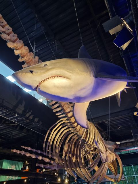 Cariocando at AquaRio & Olympic's Boulevard - Good To Know