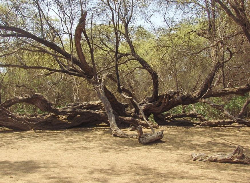 Chiclayo: Pomac Forest Historic Sanctuary & Sican Museum