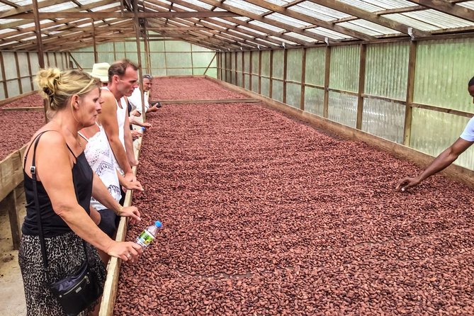 Chocolate Factory Belmont Estate, Annandale Falls & Grand Etang Lake Tour - Tour Highlights