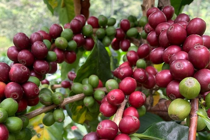 Coffee Farm Tour: Medellin's Top Half-Day Experience