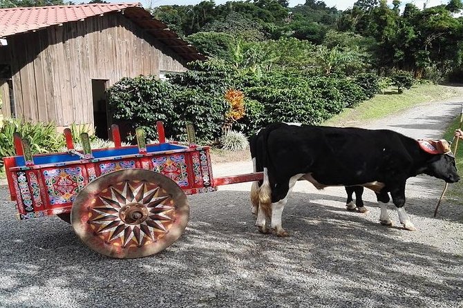 Costa Rica Coffee Farm Tour Unveiled - Good To Know
