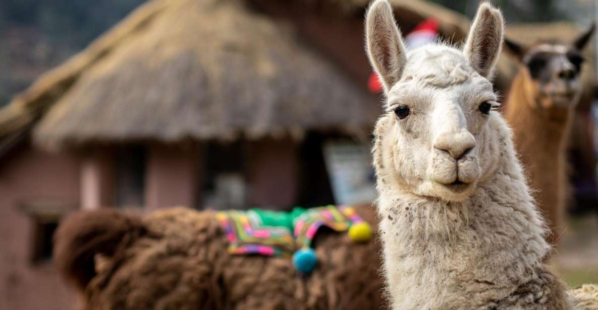Cusco: Alpaca Therapy in the Cuyo Chico Community Half Day - Good To Know