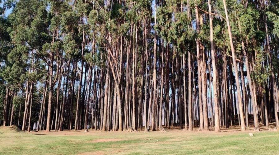 Cusco: Archaeological Centers Picnic Paint Half Day - Good To Know