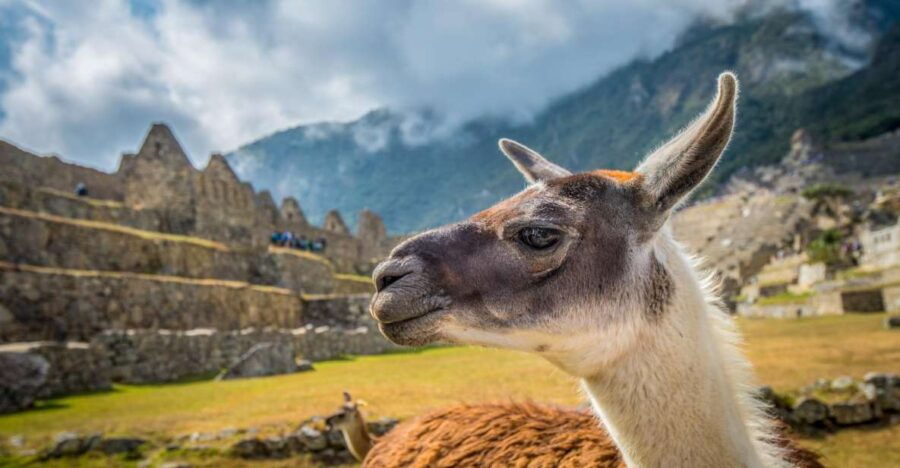 Cusco: Machu Picchu Tour With Tickets - Good To Know