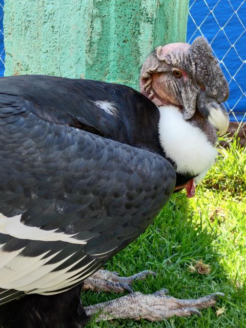 Cusco: Sanctuary of Animals Rescued "Cochahuasi" - Good To Know
