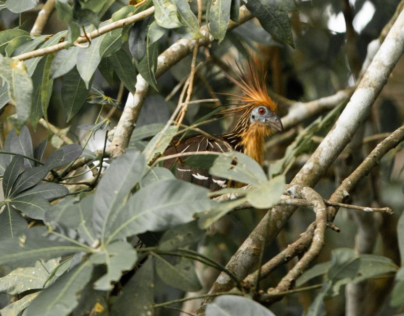 Customized Tours: Tambopata Adventure Rainforest 4d/3n
