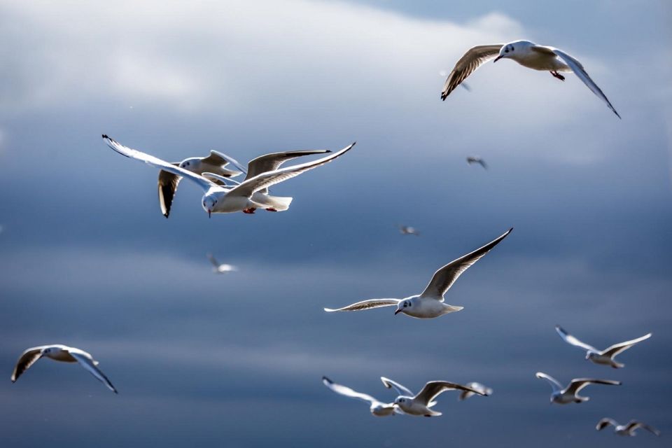 Danube Delta - 2-Day Tour From Bucharest - Tour Overview