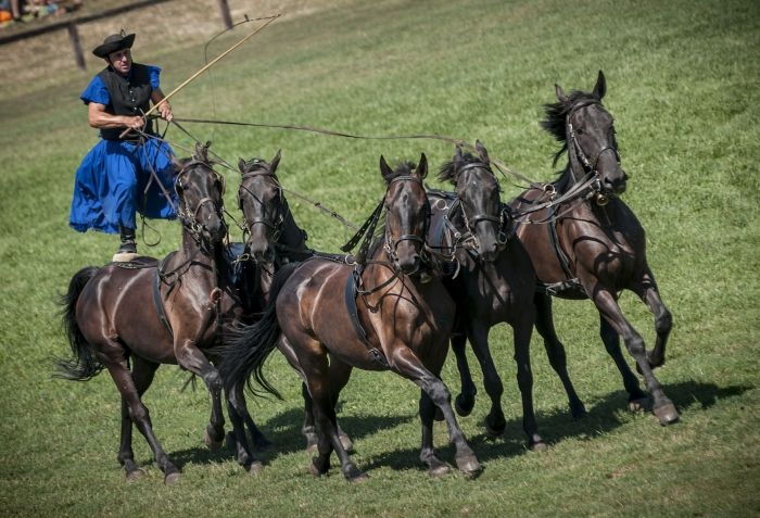 Day Trip From Budapest: Puszta Horse Show and Countryside - Good To Know