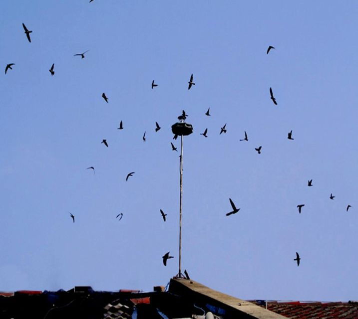 Discover Bird's Nest Life, Making & Tasting Bird's Nest Soup - Good To Know