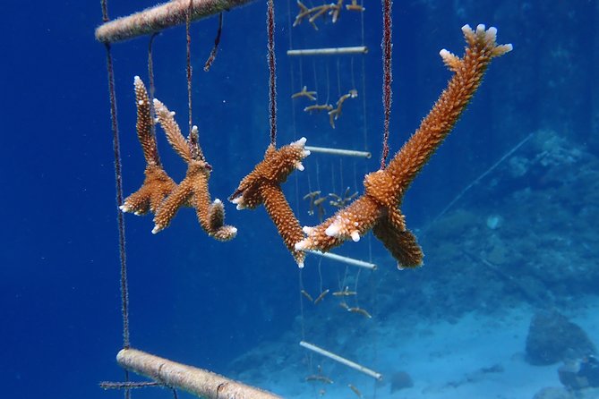 Discover Diving in Curacao - Meeting and Pickup Information