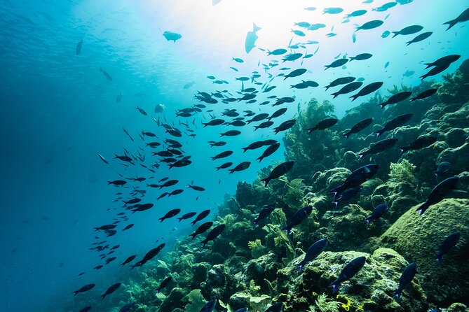 Discover Scuba Diving in Roatan at Upachaya With Private Transfer