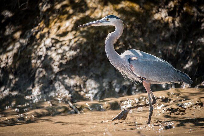 Discover the Exciting Palo Verde Boat Tour