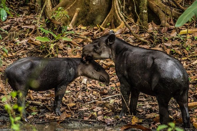 Discover Untamed Beauty: Corcovado National Park Adventure