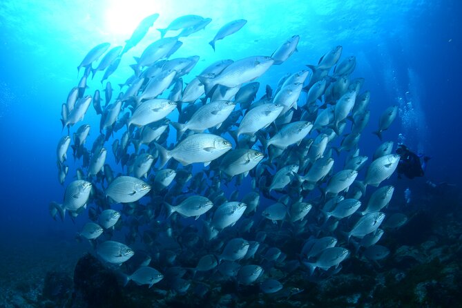 Diving Experience in Fernando De Noronha - Destination Overview