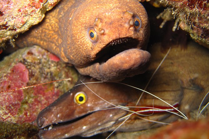 Double Diving in Sal Island - Half Day
