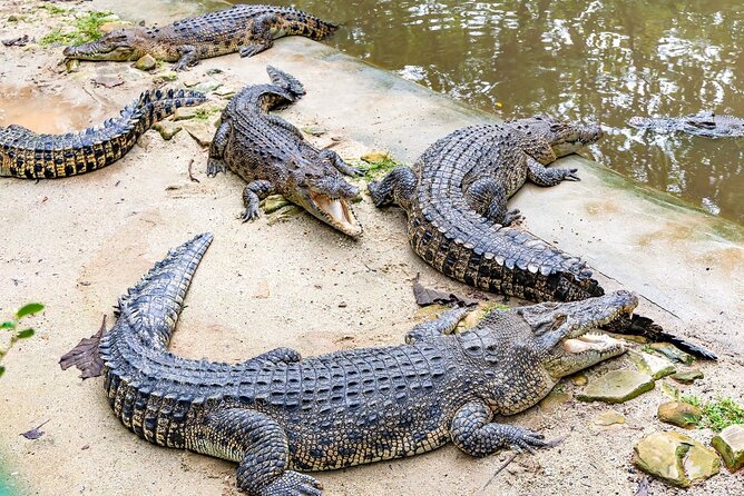 Dubai Crocodile Park Ticket With Transfers - Tour Details and Inclusions
