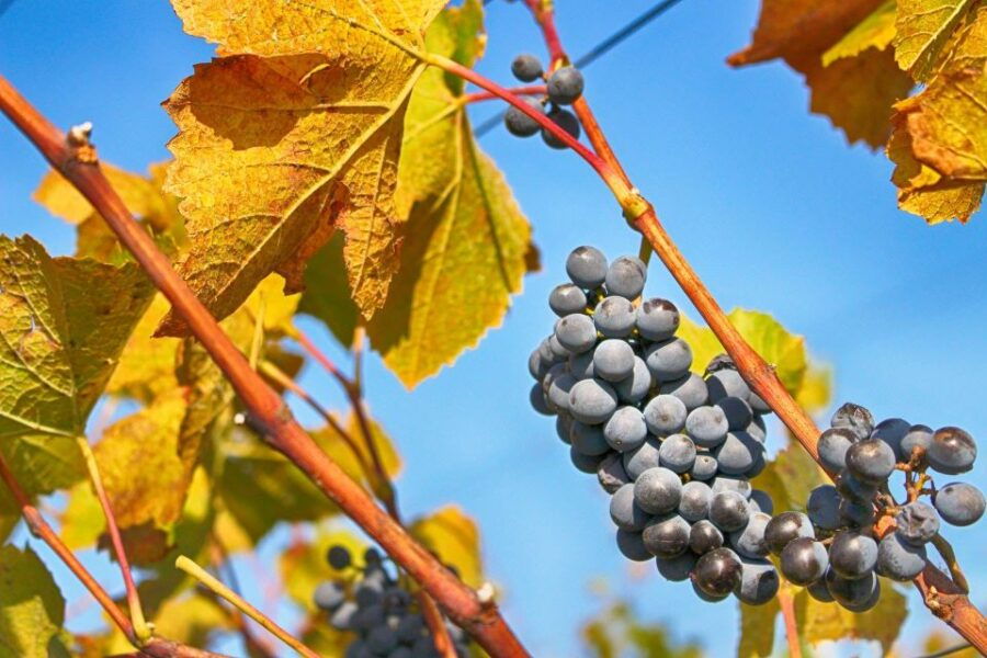 Dubrovnik: Day Trip to 3 Peljesac Wineries With Tastings