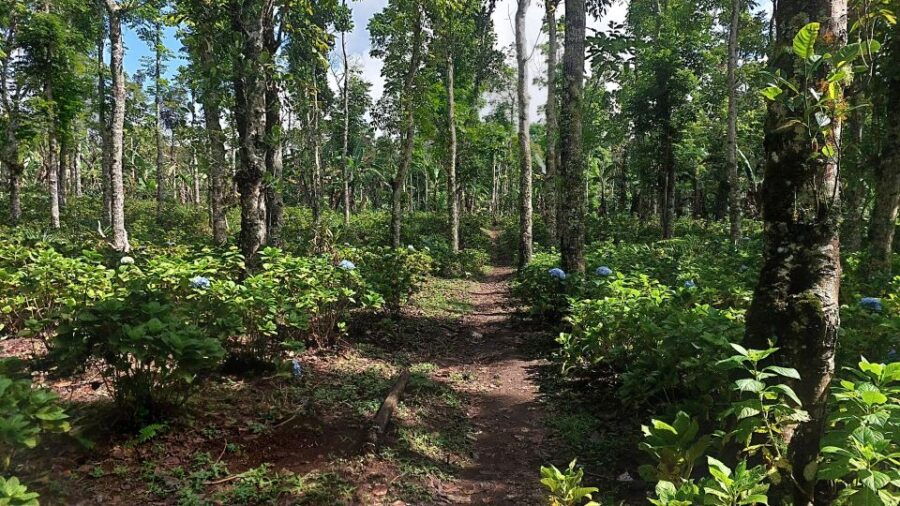 Enchanting Waterfall: Coffee Plantations & Hydrangea Trail - Experience Highlights