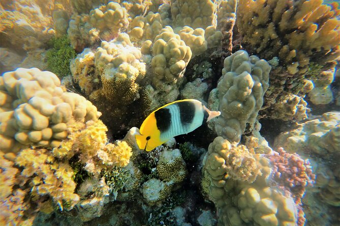 Enjoy Snorkeling With Our Multicolors Fishes in TAHAA FAMOUS CORAL GARDEN - Swim With Exotic Multicolor Fishes