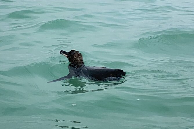 Exciting Isabela Island Adventure: Kayak and Snorkel