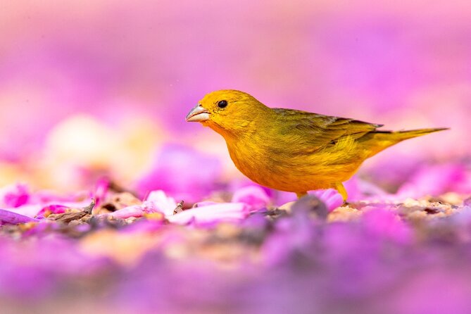 Exciting Pantanal Wildlife Adventure From Cuiaba - Good To Know