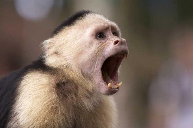 Exciting Wildlife Adventure at Curi-Cancha Reserve - Good To Know