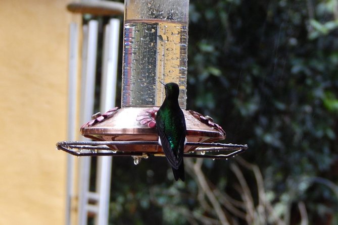 Exclusive Birdwatching Experience in Colombia