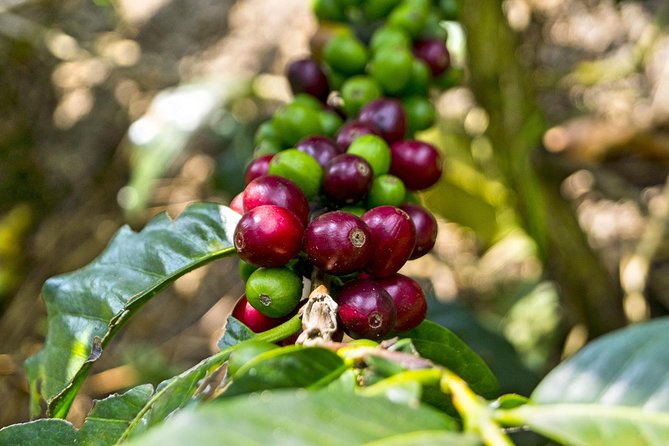 Exclusive Coffee Farm Tour Near Bogota - Inclusions