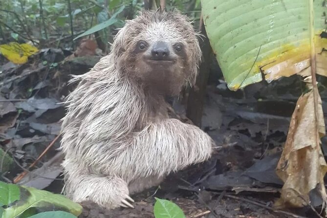 Exclusive Sloth Watching Adventure in La Fortuna
