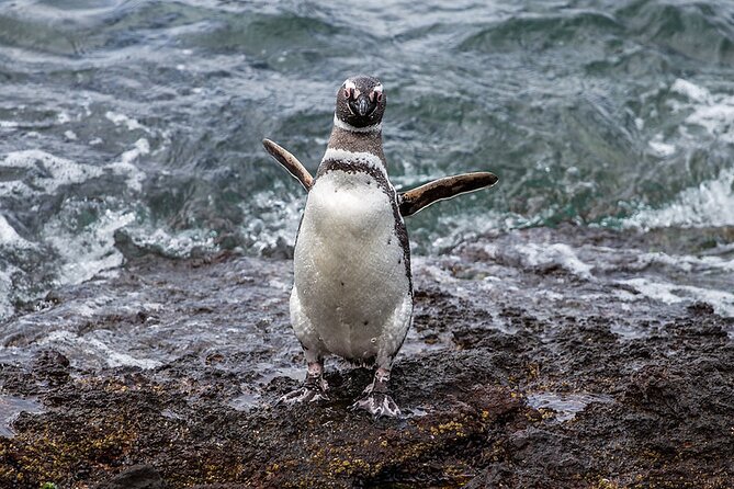 Exclusive Tour of Punta Tombo Penguin Reserve