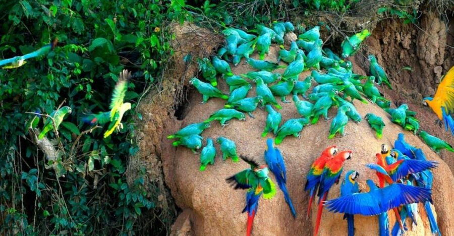 Excursion to the Chuncho Clay Lick for Parrots and Macaws.