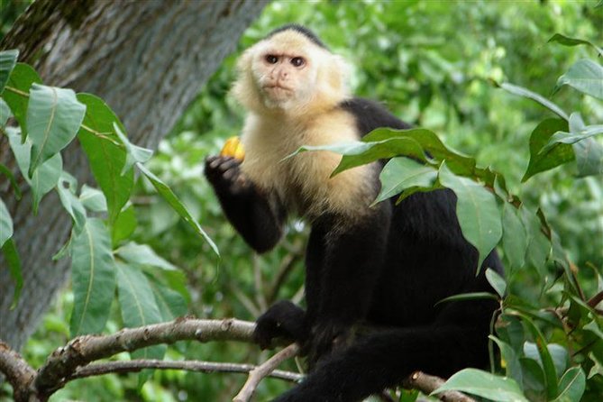 Exhilarating Panama Adventure: Experience Nature in 6 Days - Good To Know