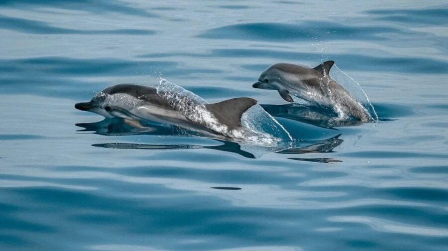 Expedition to the Ocean for Dolphin & Whale Watching - Good To Know