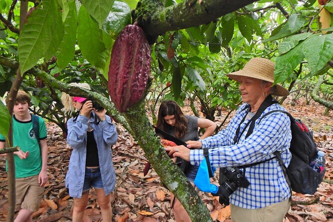Explore Cacao Farm & Waterfalls on Tour